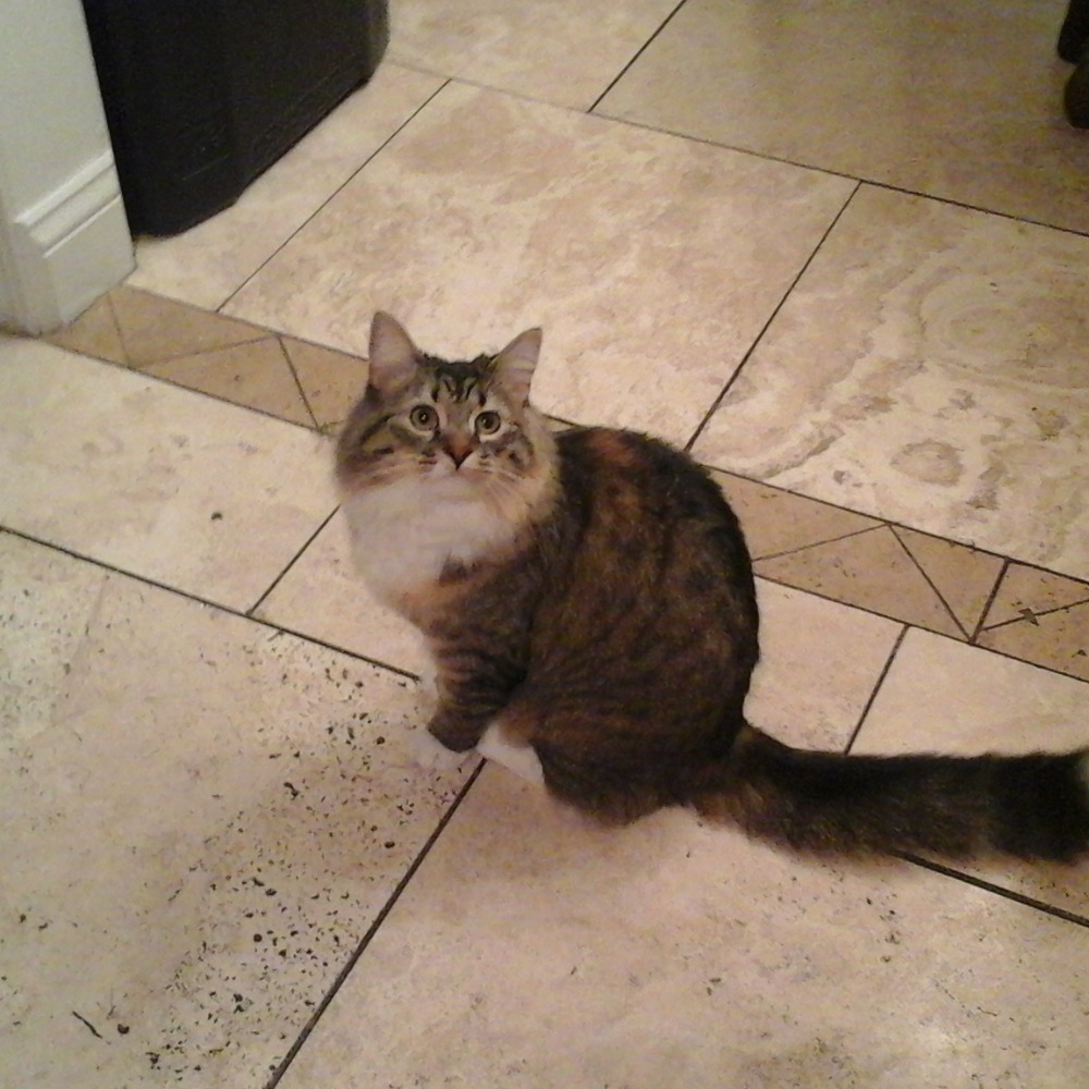 Meet your Posher, Terri